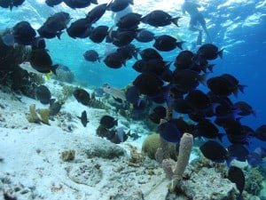 Fish - Klein Bonaire
