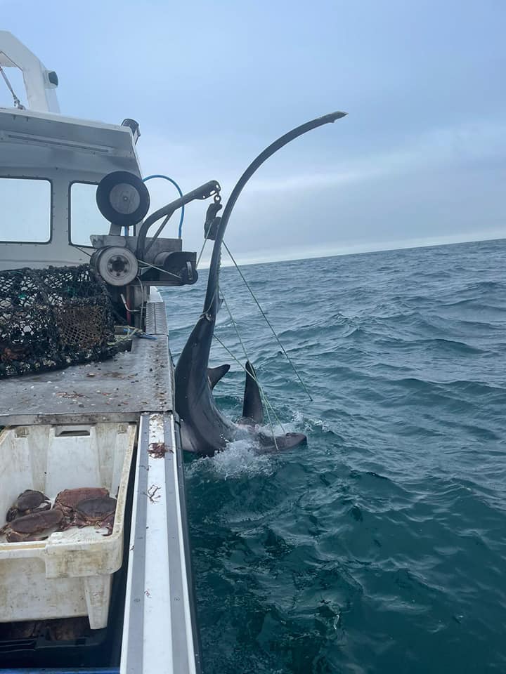 Thresher Shark Caught In Pot Line