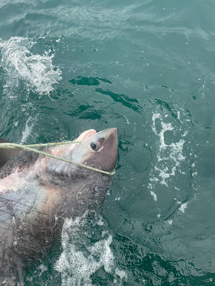 Thresher Shark